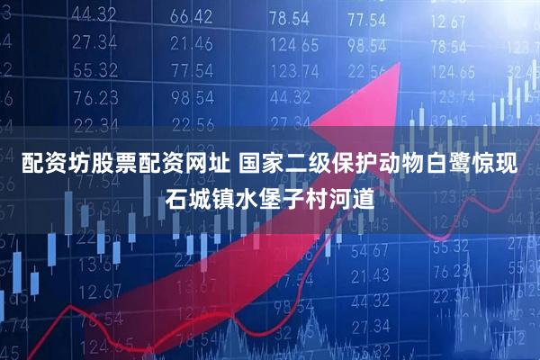 配资坊股票配资网址 国家二级保护动物白鹭惊现石城镇水堡子村河道